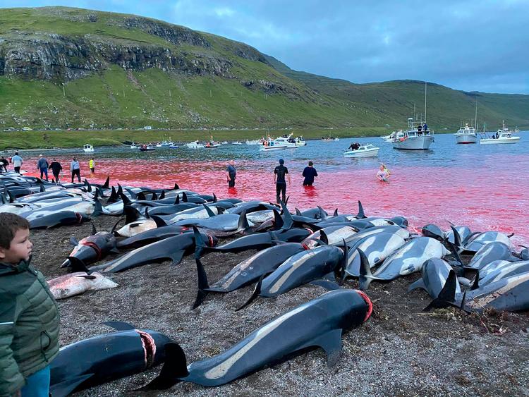1428 delfiner blev dræbt på Færøerne søndag, og det har skabt debat.  Foto: Uncredited/Ritzau Scanpix