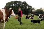 Yke W. Kloppenburg-Oosterwoud og hunden Jorus blandt køerne, en blandet skare af rødbroget og sortbroget, franske montbéliarde og krydsninger. Foto: Finn Frandsen