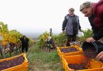 Vinplukkere høster druerne på en vinmark i Tokaj i Ungarn.  Området har især været berømt for sine ædelsøde hvidvine, men i dag vinder tørre hvidvine mere og mere frem. 
 Foto: Laszlo Balogh/Ritzau Scanpix