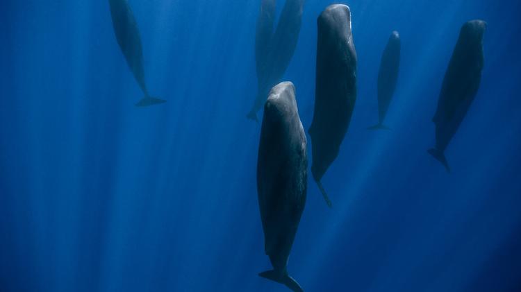 Foto: Stéphane Granzotto