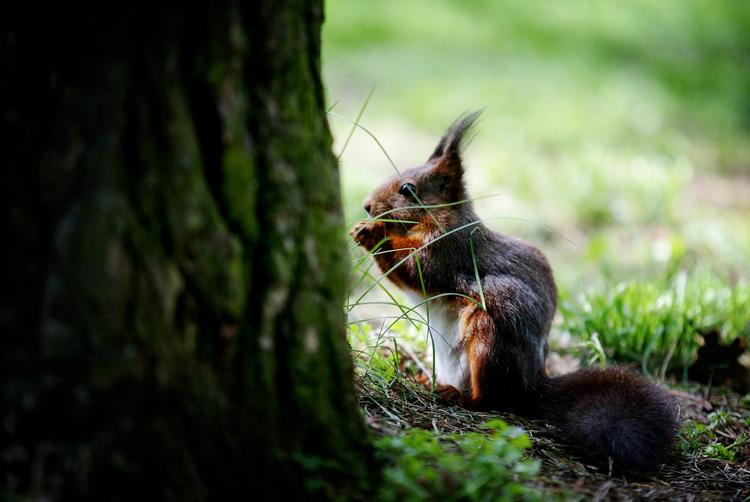 Arkivfoto: Thomas Borberg