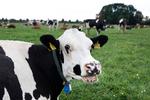 De næste dage falder afgørelsen for mælkebonde Yke W. Kloppenburg-Oosterwoud sortbrogede malkekøer og resten af dansk landbrugs klimafremtid..
 Foto: Finn Frandsen