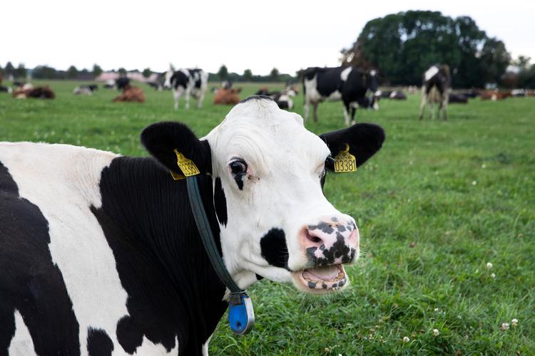De næste dage falder afgørelsen for mælkebonde Yke W. Kloppenburg-Oosterwoud sortbrogede malkekøer og resten af dansk landbrugs klimafremtid..
 Foto: Finn Frandsen