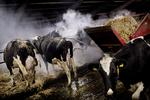  Tre sektorer står for 75 procent af den danske drivhusgas-udledning. Den ene er landbruget. Foto: Daniel Hjorth