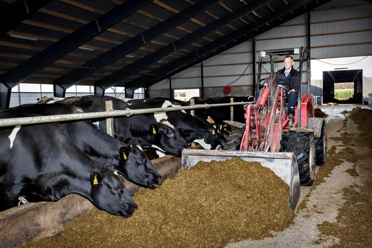 Jacob Spangsberg fra Skjern har 750 malkekøer. Han er helt med på, at køernes metanudledninger er et problem for klimaet og ser flere gode muligheder for at nedbringe det.   Foto: Astrid Dalum