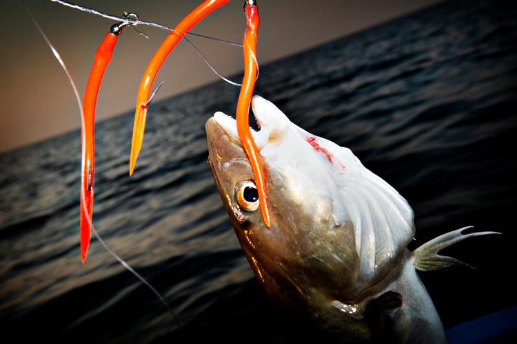 Foto: Martin Lehmann (arkiv)