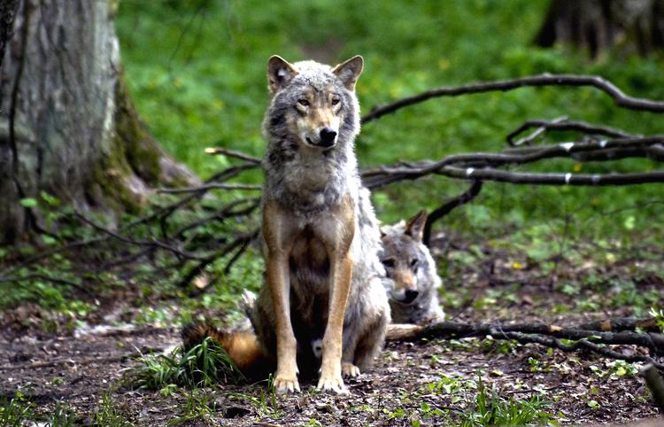 Ulvebestanden i Danmark omfatter for øjeblikket 15 dyr, blandt dem fire hvalpe fra et kuld i år. Foto: Mik Eskestad