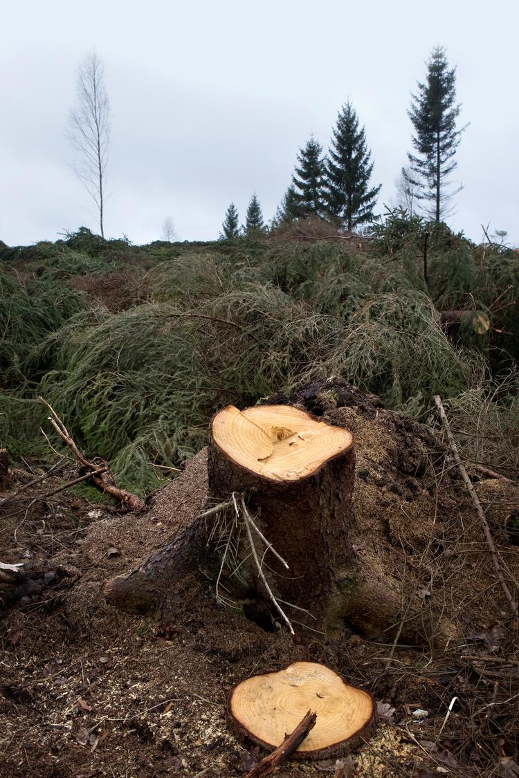 I urørte skove er skovdriften stoppet, motorsavene er altså pakket væk, og træerne får dermed lov til at blive gamle, mens eksempelvis mosser og svampe er et almindeligt syn.

 Foto: Jacob Ehrbahn