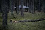 Det var her i Nordskoven ved Rønne, at en 28-årig mand blev dræbt.  Foto: Mikkel Hørlyck