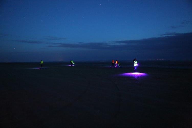 Hvert år skyller mellem 300 og 500 kilo rav op på stranden ved Fanø, og ravjagten bliver endnu mere spændende, når den foregår i mørke. Foto: Thomas Skjold