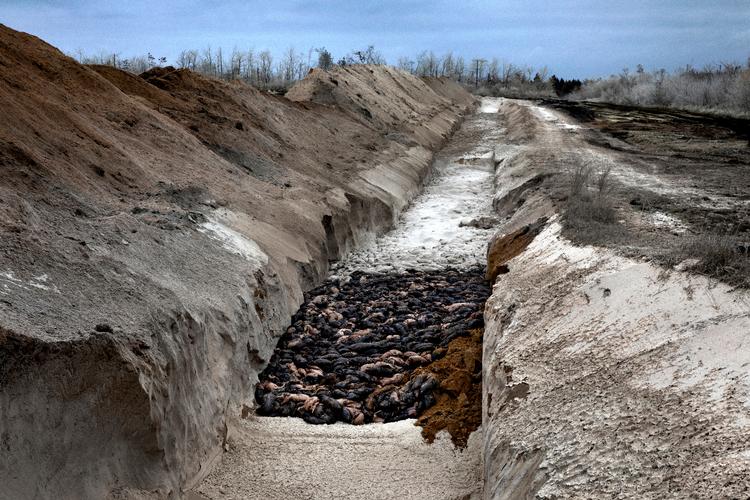 Det skulle gå stærkt med at få 15 millioner mink ned i massegrave, mente regeringen, da den under ledelse af statsminister Mette Frederiksen (S) traf beslutningen 3. november 2020. Foto: Jacob Ehrbahn