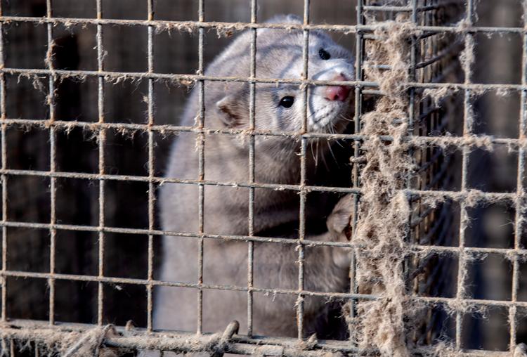 10 medarbejdere i Statsministeriet vidste lørdag 7. november om formiddagen, at der ikke var hjemmel til at aflive alle mink i Danmark. Arkivfoto. Foto: René Schütze/Fotograf René Schütze