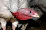 Foto: Tierschutzreporter/Ritzau Scanpix