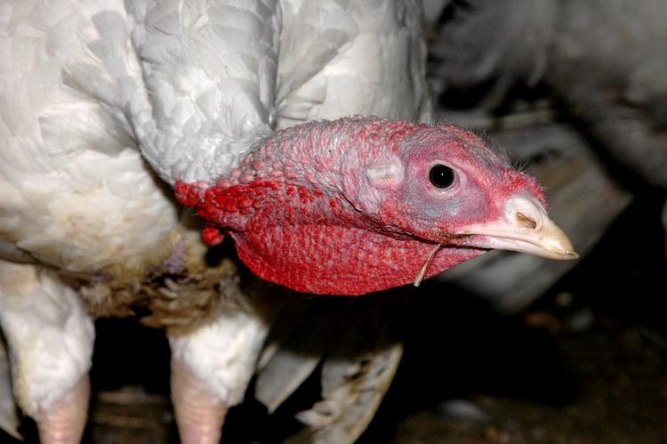 Foto: Tierschutzreporter/Ritzau Scanpix