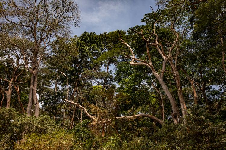 Albertinekløften i Uganda, hvor Velux vil bevise, at skovprojekter kan gavne både lokalbefolkningen og det globale klima.  Foto: Jonas Lysholdt Ejderskov