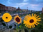 Tre gule blomster vejrer på hegnet ved Ny Ellebjerg Station i Valby, garnfitti. En skønne dag skal det nok blive bedre.  Foto: Per Munch