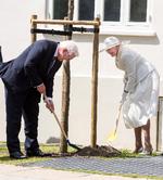     Frank-Walter Steinmeier og dronning Margrethe mødte hinanden ved 101-året for Genforeningen i juni. Her planter de et egetræ ved det nye tyske museum i Sønderborg. Foto: Bernd von Jutrczenka/Ritzau Scanpix