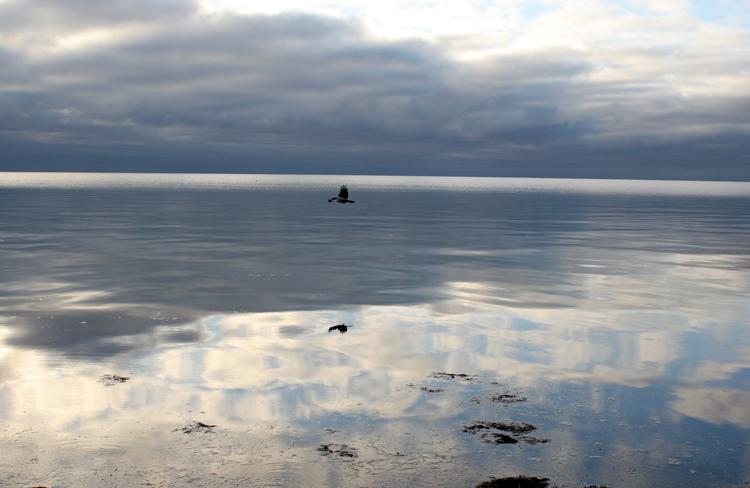 Over to millioner ton forurenet mudder skal hældes ud over havbunden i Køge Bugt, når Lynetteholmen skal anlægges. Foto: Lars Hansen