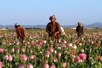 Afghanske bønder inspicerer deres valmuemarker i 2016. Det er herfra, opiummet kommer. Opium findes i narkotika som heroin og morfinlignende præparater som Oxycodon. Foto: Allauddin Khan/Ritzau Scanpix