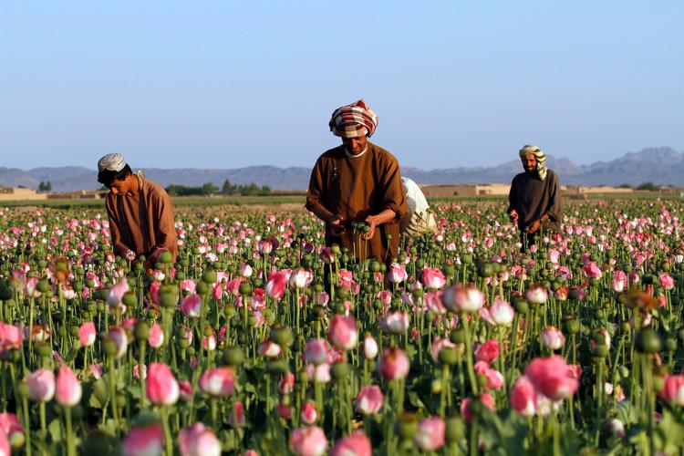 Afghanske bønder inspicerer deres valmuemarker i 2016. Det er herfra, opiummet kommer. Opium findes i narkotika som heroin og morfinlignende præparater som Oxycodon. Foto: Allauddin Khan/Ritzau Scanpix