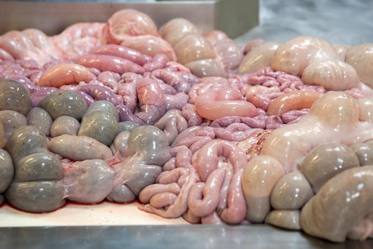 Slagteriet DAT Schaub, som blandt andet producerer pølsetarme. i Ringsted er en del af Danish Crown og har haft et godt år. Foto: Louise Herrche Serup