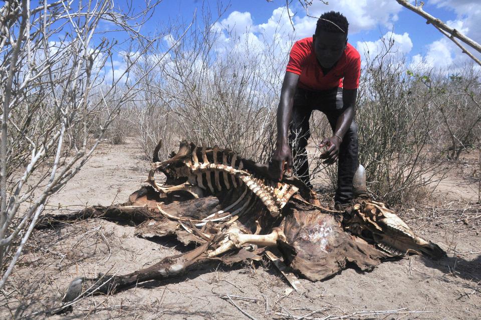 Gideon Maundu/Ritzau Scanpix