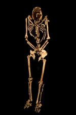 Crucified skeleton displayed CREDIT-Albion Archaeology &amp; Adam Williams.png.jpg  All the photographed artefacts are Roman. The brooches, altar and pottery were recovered during the excavations but were not directly associated with any of the graves. Foto: Albion Archaeology & Adam Williams