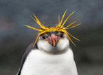 Visse pingvinarter minder en smule om Storbritanniens premierminister Boris Johnson i frisure.  Foto: BBC Earth