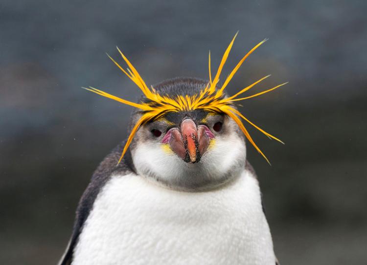 Visse pingvinarter minder en smule om Storbritanniens premierminister Boris Johnson i frisure.  Foto: BBC Earth