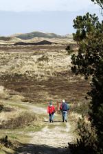 Nationalpark Thy. Her Lodbjerg Klitplantage lidt nord for Agger. Måske man vil opleve en invasion af tilrejsende i 2022? Foto: Morten Langkilde/POLNATURE