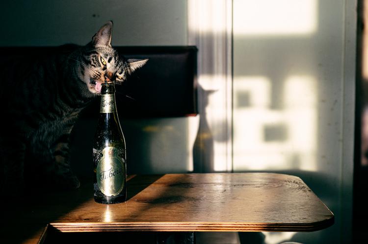 Huskatten Felix den Anden på Café Fuglereden i Nordvest. Foto: Thomas Skou  