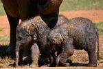 Foto: Ishara S. Kodikara/Ritzau Scanpix