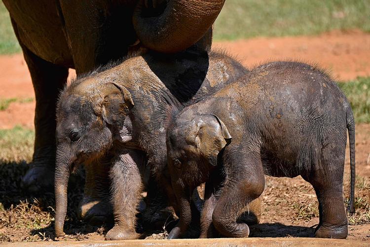 Foto: Ishara S. Kodikara/Ritzau Scanpix
