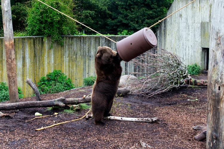I dag genåbner de zoologiske haver, men der er stadig krav om at fremvise coronapas. (arkivfoto) Foto: Finn Frandsen