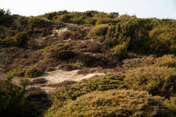 Stråsø Plantage i Vestjylland er udpeget til naturnationalpark. Det er også et af de områder, hvor de danske ulve holder til.  Foto: Louise Herrche Serup