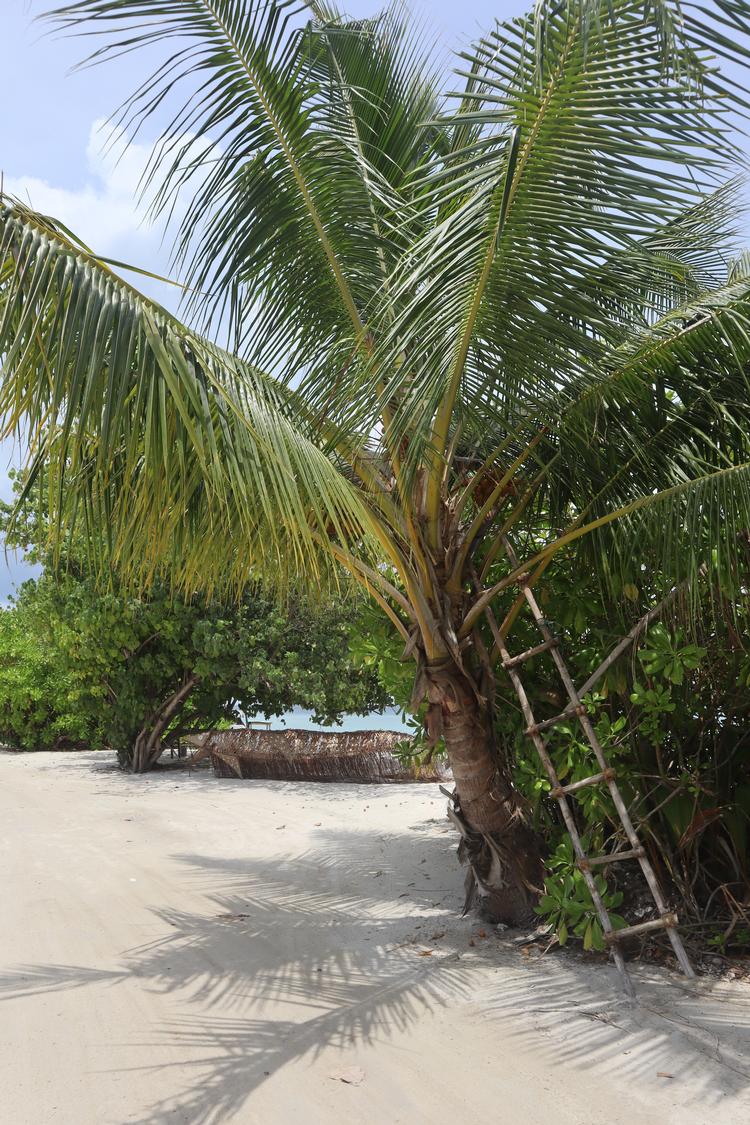 Varme og masser af udendørs ophold i frisk luft er godt for immunsystemet. Foto: Maria Skjødt