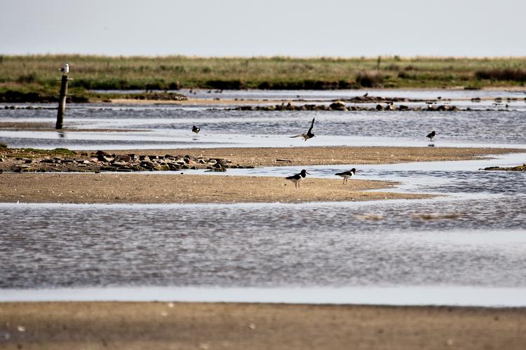 Strandskader i vadefuglenes paradis, den lille ø Nyord ved Møn. Øen vil stort set blive opslugt af havstigninger. Foto: Joachim Adrian