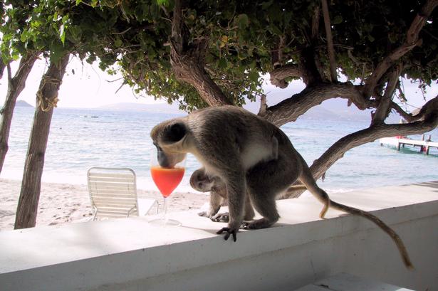 Foto: Philip Dalton/Philip Dalton / naturepl.com