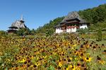 Det ortodokse Barsana-kloster er på Unesco's liste over kulturarv. De 10 bygninger ligger smukt over dalen i de grønne bjerge og er med deres fint udskårne træværk, de blomsterpyntede balkoner og tagene, der skyder op som paddehatte, en sjov blanding af Østrig og Vietnam.    Foto: Malin Kristina Westerlund