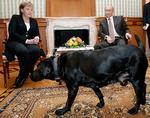     Den tyske kansler Angela Merkel var alt andet end begejstret, da præsident Putin lukkede sin sorte labrador Koni ind midt under det fælles pressemøde i Sochi i 2007 Foto: Dmitry Astakhov/Ritzau Scanpix