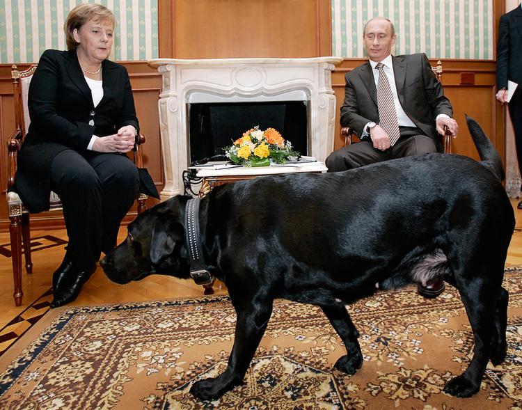     Den tyske kansler Angela Merkel var alt andet end begejstret, da præsident Putin lukkede sin sorte labrador Koni ind midt under det fælles pressemøde i Sochi i 2007 Foto: Dmitry Astakhov/Ritzau Scanpix