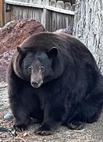 Foto: Bear League