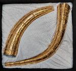 Guldhorn