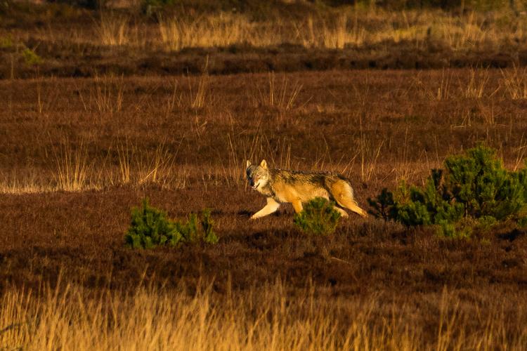 7. januar fangede Eskil J. Nielsen-Ferreira denne ulv  med sit kamera på Skjern-reviret i Vestjylland. Der er sandsynligvis tale om hunulven GW1434f – GW=Genetik Wolf, f=female og m=male. Foto: Eskil J. Nielsen-Ferreira