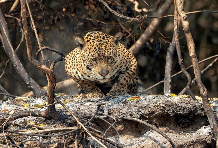 En jaguar kryber sammen efter en skovbrand i det vestlige Brasilien i september 2020. Pres fra menneskelige ødelæggelser kombineret med klimaforandringer har presset Sydamerikas største kattedyr flere steder på kontinentet. Foto: Andre Penner/Ritzau Scanpix