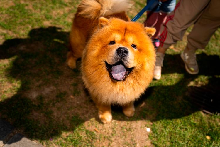 Det er sundt at holde hund, primært fordi hundeejerne får meget motion. Her foregår gåturen med 5-årige Bob i Tivoli på Hundens Dag sidste år.  Foto: Jonas Olufson