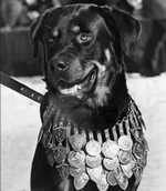hund
