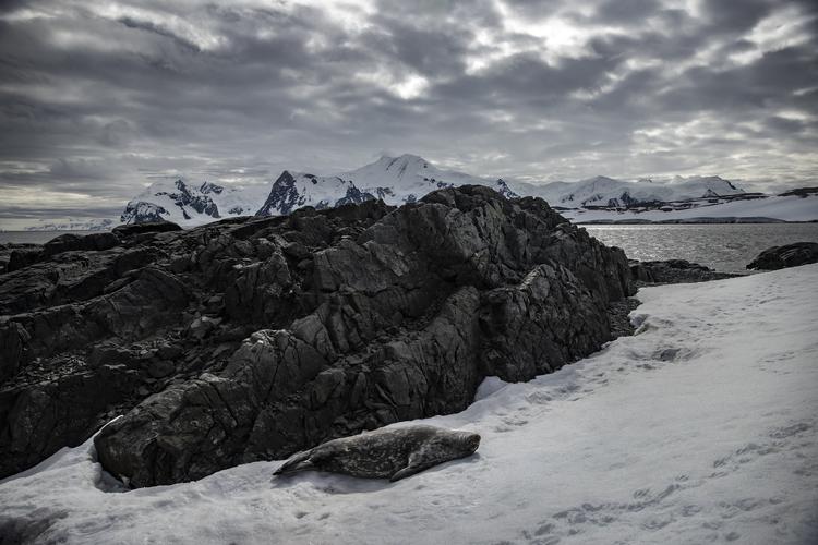 En sæl fotograferet på den antarktiske Horseshoe Island, før temperaturerne steg til nogle steder 40 grader over normalen for årstiden. Foto: Aa/abaca/Ritzau Scanpix
