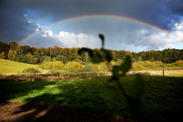 Bistrupskovene ved Roskilde bruges flittigt at foreninger, ryttere og almindelige skovgæster. Området er blandt Danmarks 10 nye naturnationalparker. Foto: Martin Lehmann