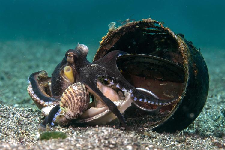 Kokosnøddeblæksprutten bruger som det eneste bløddyr redskaber. Og er ekstremt tilpasningsdygtig. Interessant.  Foto: DR